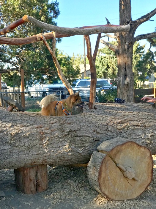 The Bite in Tumalo log car